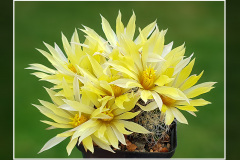 Mammillaria sphaerica