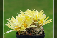 Mammillaria sphaerica