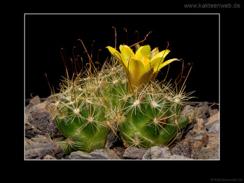 Mammillaria surculosa