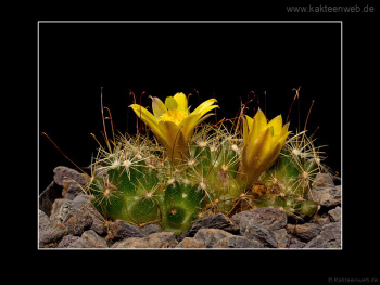 Mammillaria surculosa