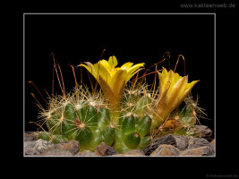 Mammillaria surculosa