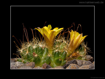 Mammillaria surculosa