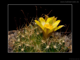 Mammillaria surculosa