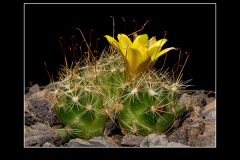 Mammillaria surculosa