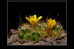 Mammillaria surculosa