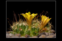 Mammillaria surculosa