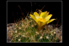 Mammillaria surculosa