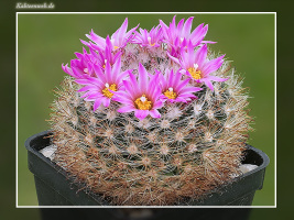 Mammillaria tepexicensis F0177