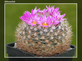 Mammillaria tepexicensis F0177