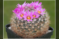 Mammillaria tepexicensis F0177