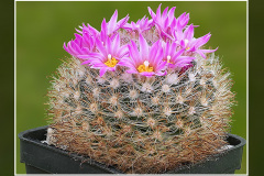 Mammillaria tepexicensis F0177