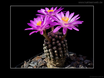 Mammillaria theresae Mammillaria theresae