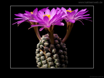 Mammillaria theresae Mammillaria theresae