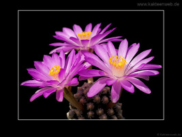 Mammillaria theresae