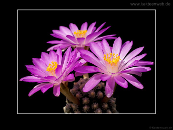 Mammillaria theresae Mammillaria theresae