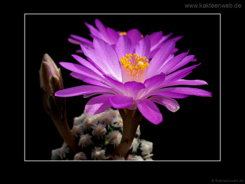 Mammillaria theresae Mammillaria theresae