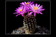 Mammillaria theresae