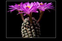 Mammillaria theresae