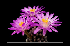 Mammillaria theresae