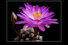 Mammillaria theresae