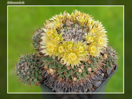 Mammillaria uncinata P 477