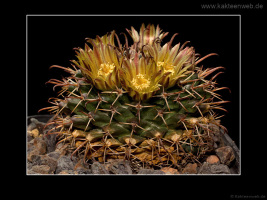 Mammillaria uncinata P 477