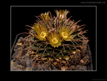 Mammillaria uncinata P 477