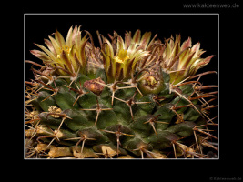 Mammillaria uncinata P 477