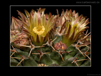 Mammillaria uncinata P 477
