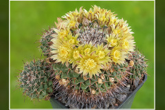 Mammillaria uncinata P 477