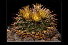 Mammillaria uncinata P 477