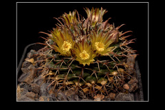 Mammillaria uncinata P 477