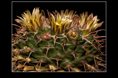 Mammillaria uncinata P 477
