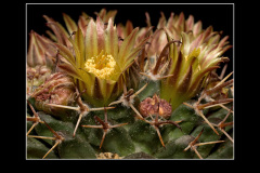 Mammillaria uncinata P 477
