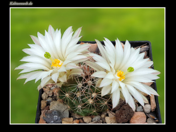 Mammillaria wrightii var. wolfii