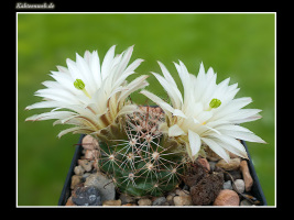 Mammillaria wrightii var. wolfii