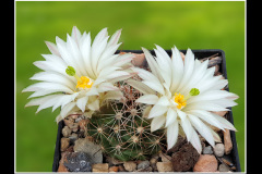 Mammillaria wrightii var. wolfii