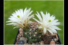 Mammillaria wrightii var. wolfii