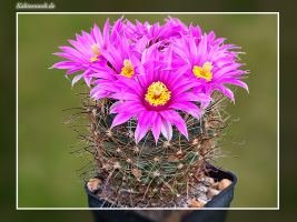 Mammillaria wrightii SB 374