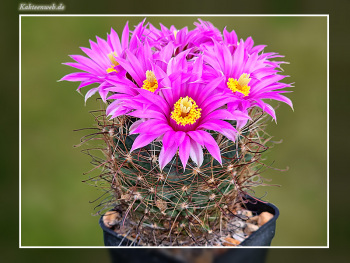 Mammillaria wrightii SB 374