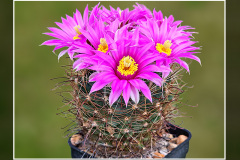 Mammillaria wrightii SB 374