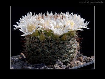 Mammillaria zeilmanniana var. albiflora