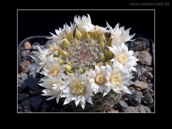 Mammillaria zeilmanniana var. albiflora