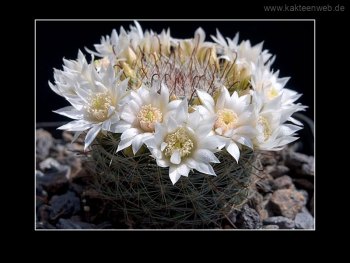 Mammillaria zeilmanniana var. albiflora