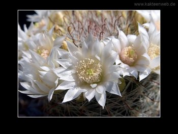 Mammillaria zeilmanniana var. albiflora