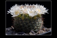 Mammillaria zeilmanniana var. albiflora