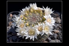 Mammillaria zeilmanniana var. albiflora