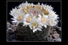 Mammillaria zeilmanniana var. albiflora
