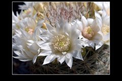 Mammillaria zeilmanniana var. albiflora