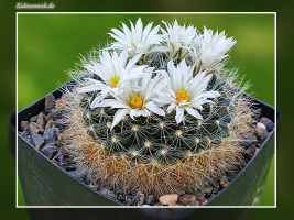 Mammillaria zephyranthoides